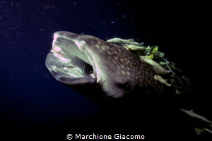 Devil in the night
Maldives . Suadiva
ISO 1600,F 8, 1/60 by Marchione Giacomo 